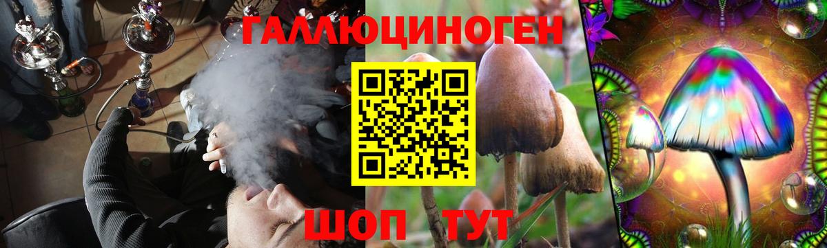 Псилоцибиновые грибы Psilocybine cubensis Великий Новгород
